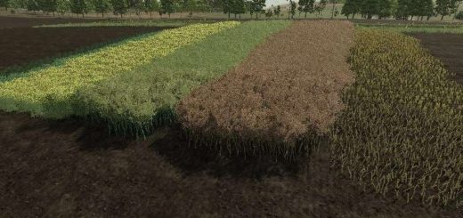 Realistic Canola Growth Cycle in Europe v1.0