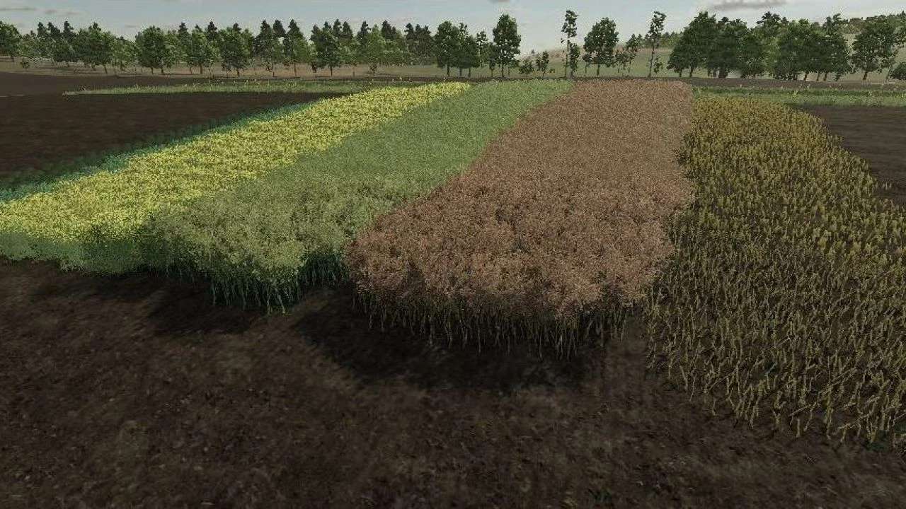 Realistic Canola Growth Cycle in Europe v1.0
