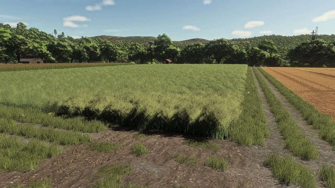 Realistic Canola Growth Cycle in Europe v1.0.0.1