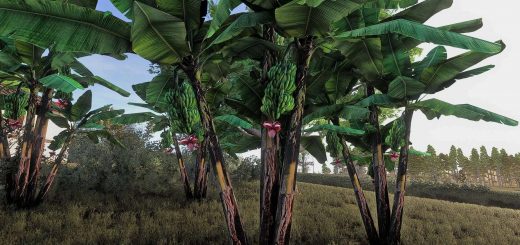 Banana tree v1.0