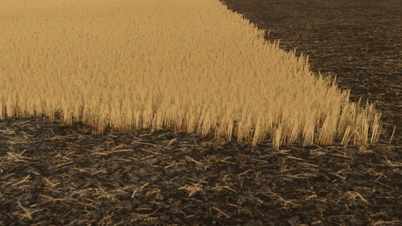 Cut wheat / barley texture v1.0