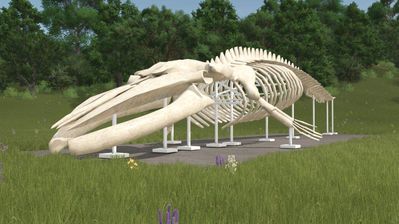 Whale Skeleton Sculpture v1.0