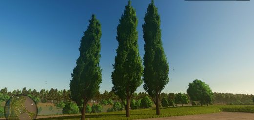 Black poplar (tree) v1.0