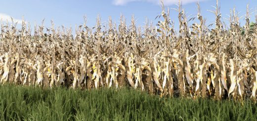 Maize Texture v1.0