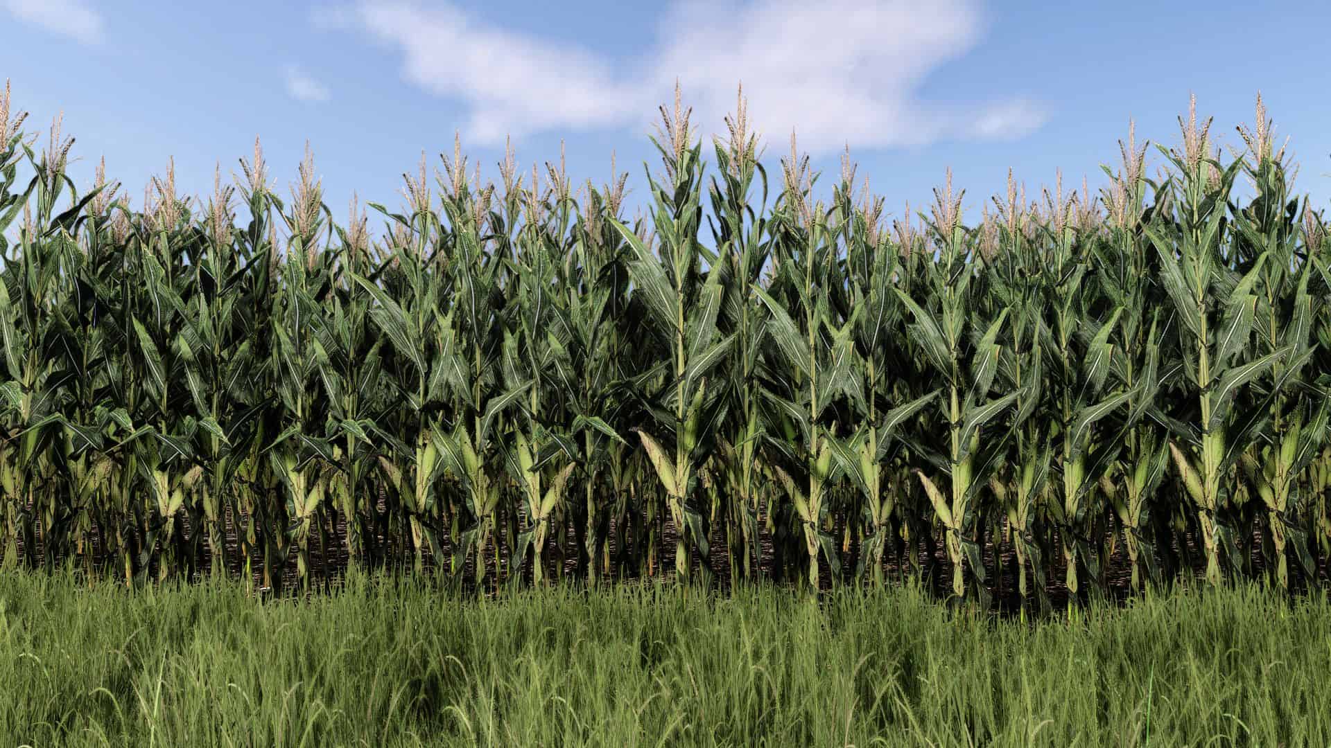 Maize Texture v1.0