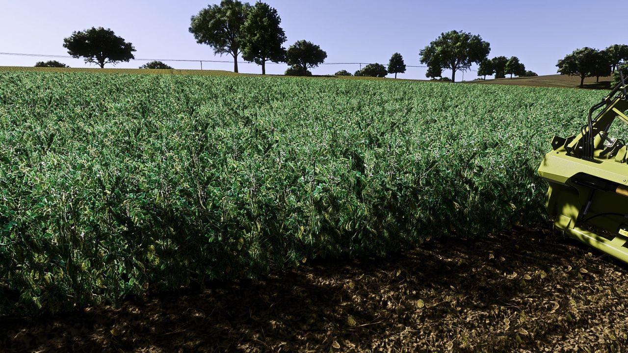 Fababean – broad beans v1.0