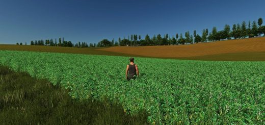 Fababean – broad beans v1.0