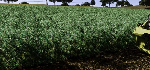 Faba Beans v1.0