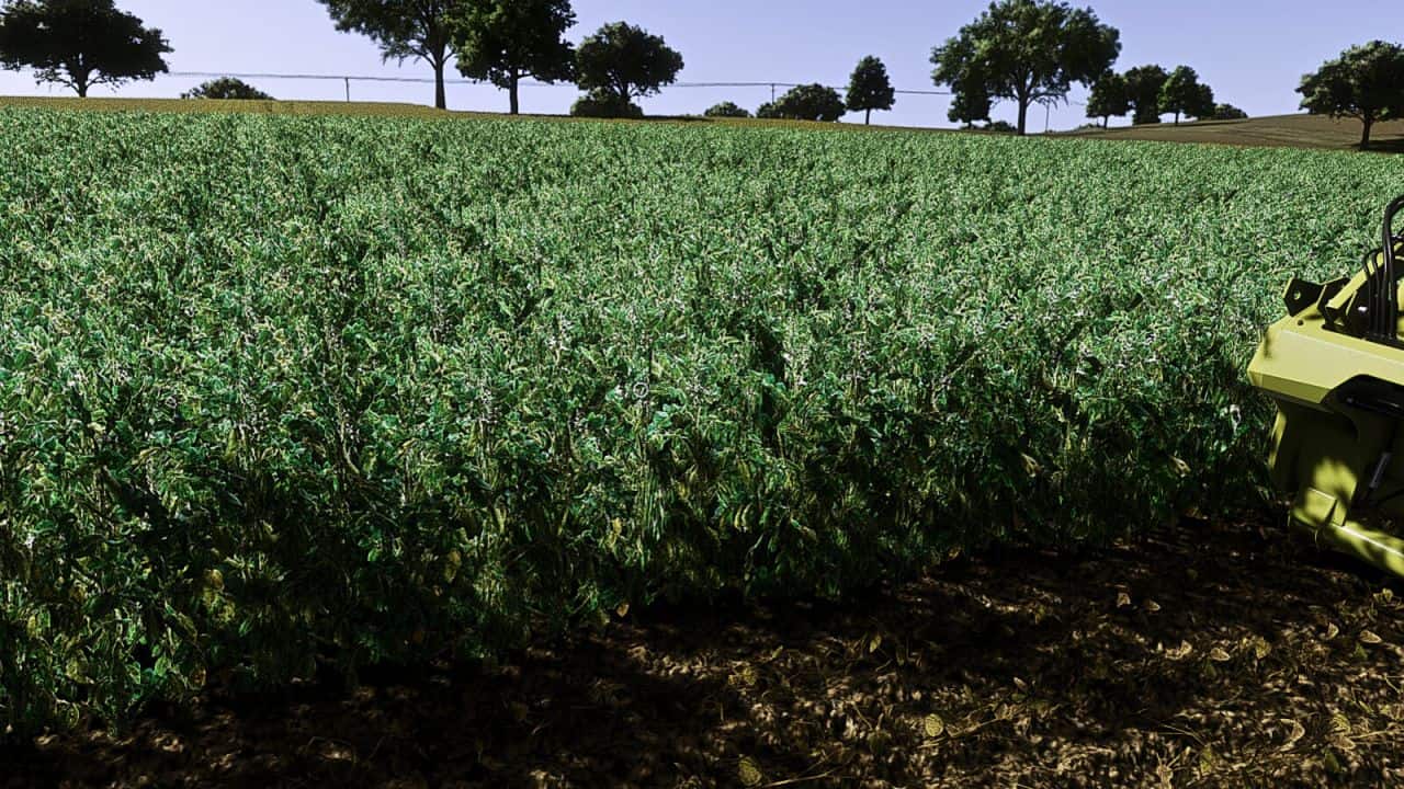 Faba Beans v1.0