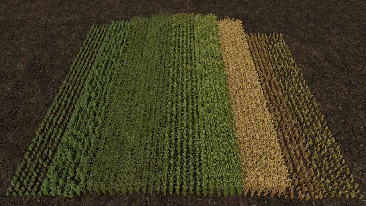 Row Seeding Barley, Oat, Wheat, Canola, Mulitfruit v1.3 thumbnail 3
