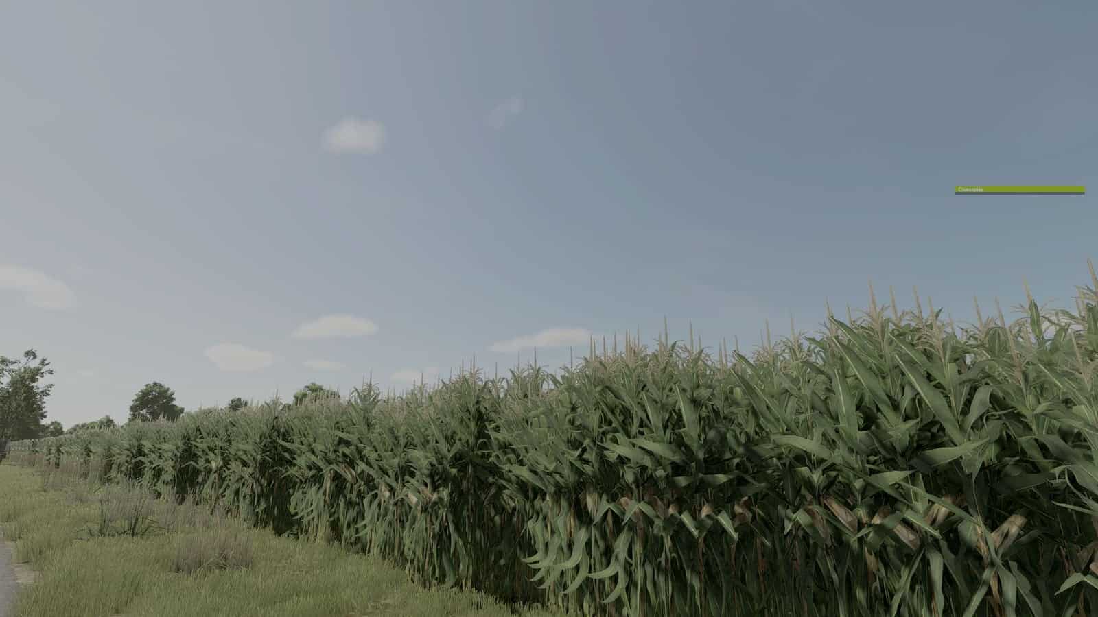 Improved corn plants V1.0.0.2