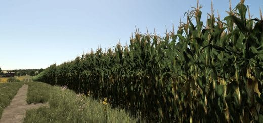 Improved Corn Plants (Second Version) V1.0.0.6