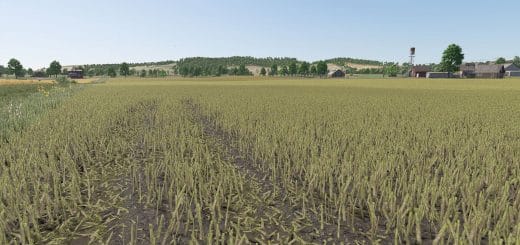 Improved rapeseed plants V1.0.0.1