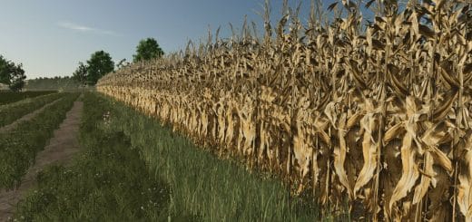Realistic dry corn texture V1.0.0.0