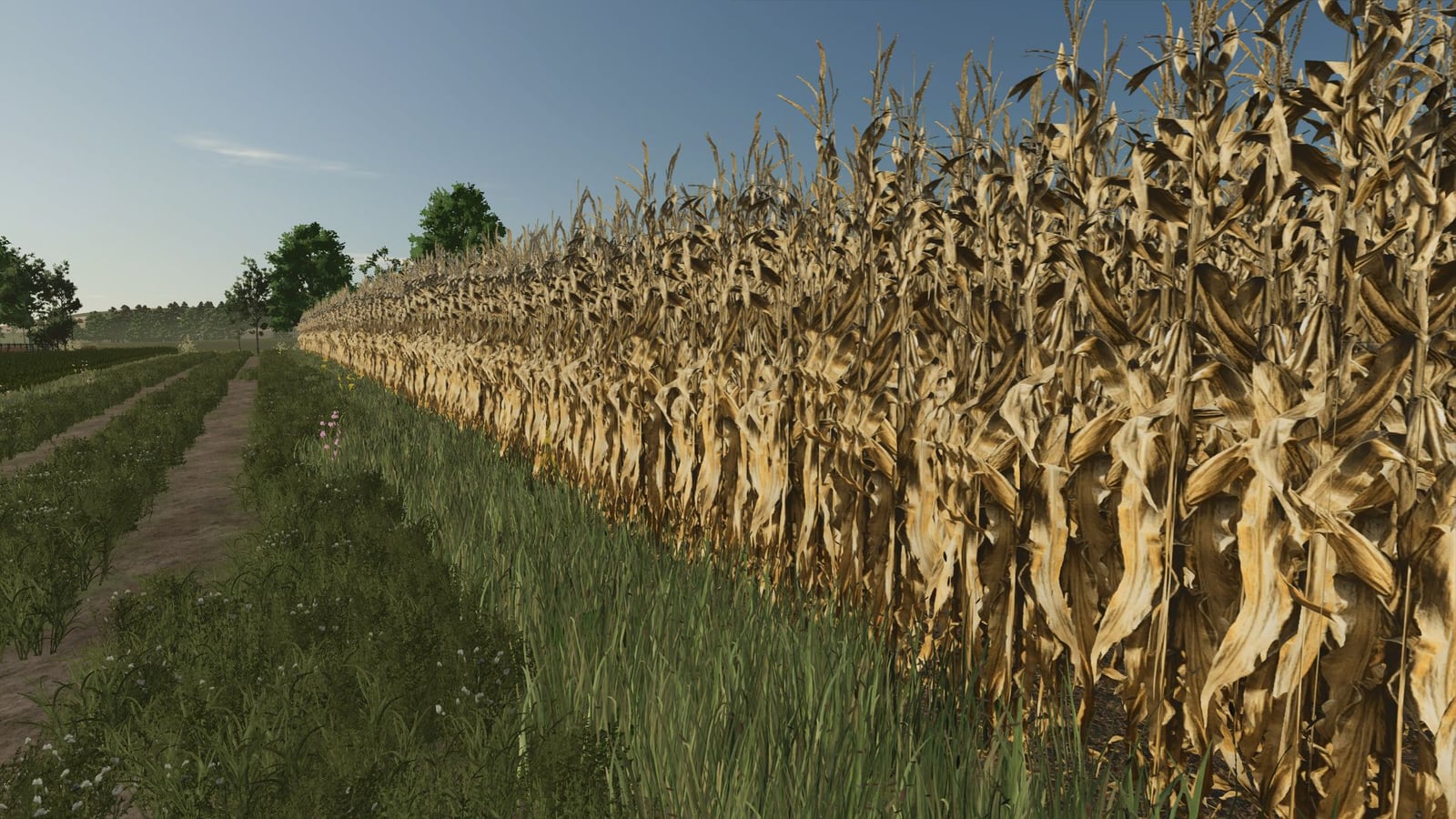 Realistic dry corn texture V1.0.0.0
